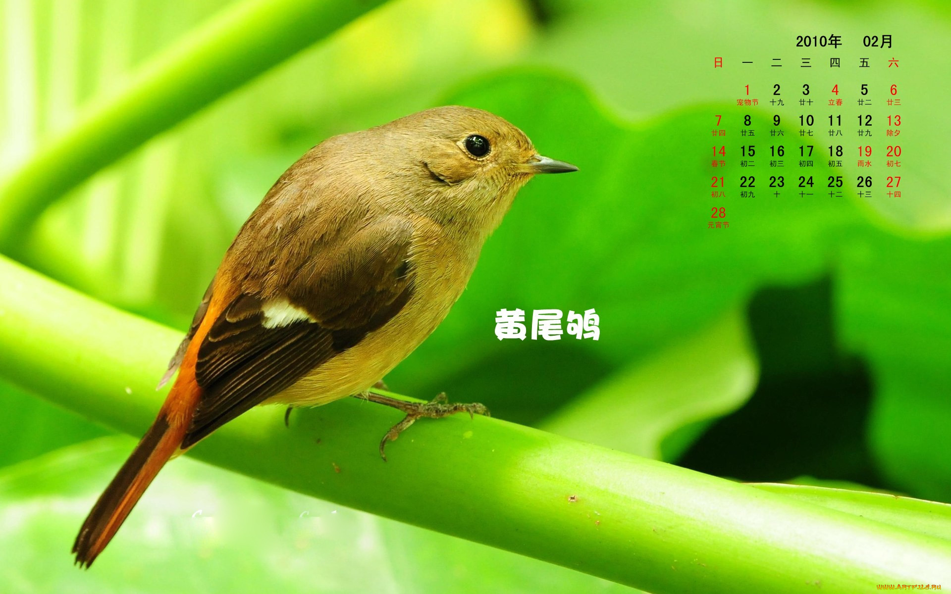 R bird. Зелено-коричневая птица. Коричнево зеленые птички. Обои с птицами. Семицветная танагра.